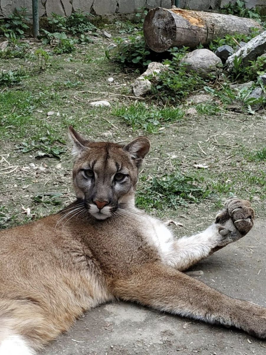 TRAGÉDIA V KONTAKTNEJ ZOO: V leopardej voliére našli mŕtveho muža