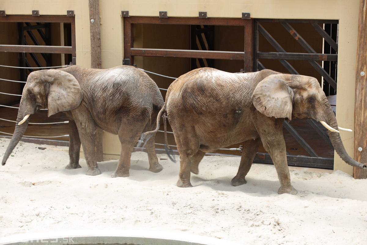 Foto a video: V Zoo Bojnice dnes otvorili nový pavilón pre slony