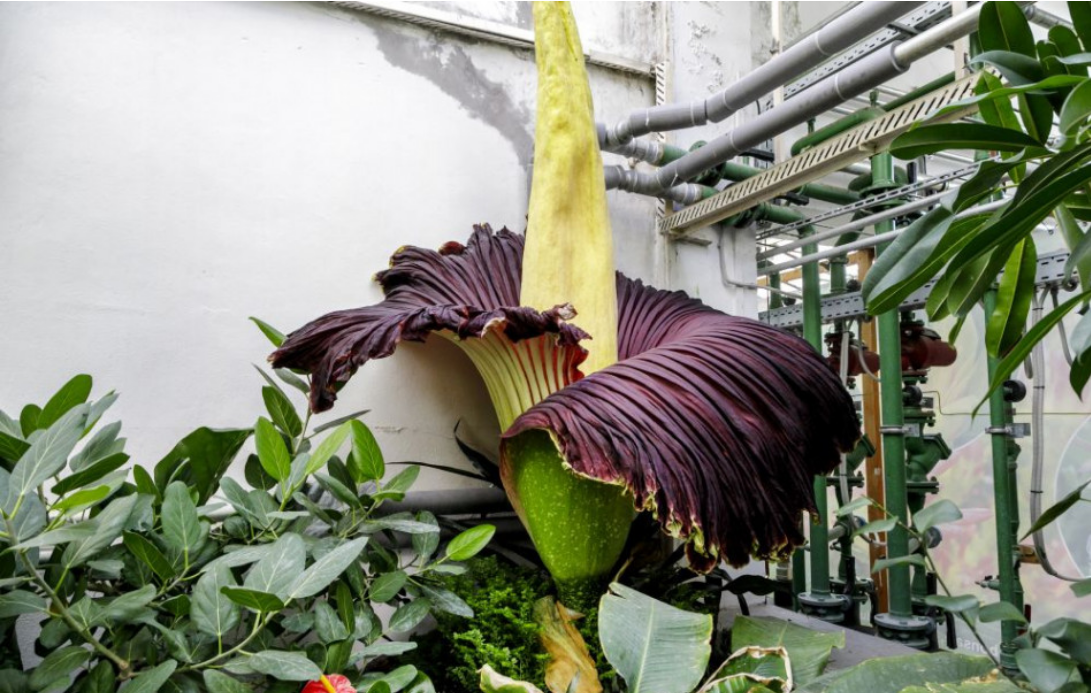 V botanickej záhrade rozkvitol raritný kvet: Amorphophallus titanum