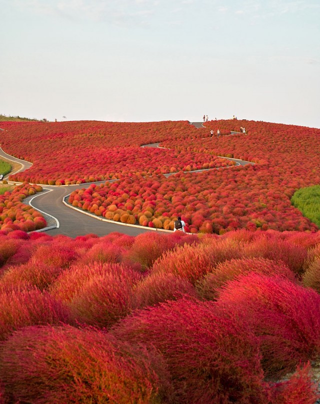 Hitachi Seaside Park