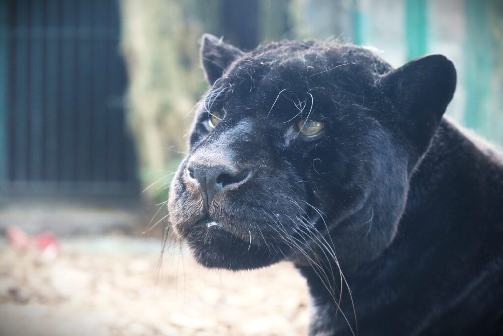 Bojnická zoo uspala jaguára Dianu, do zoo prišla z nelegálneho chovu