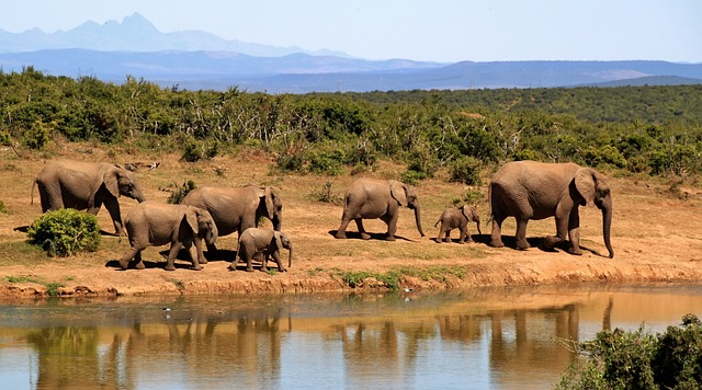 Slony sa podľa novej štúdie navzájom „oslovujú“ individuálnymi menami