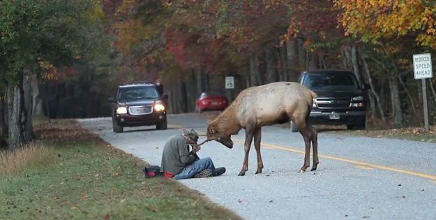 Video: Zápas jeleňa s fotografom zachytený na kameru