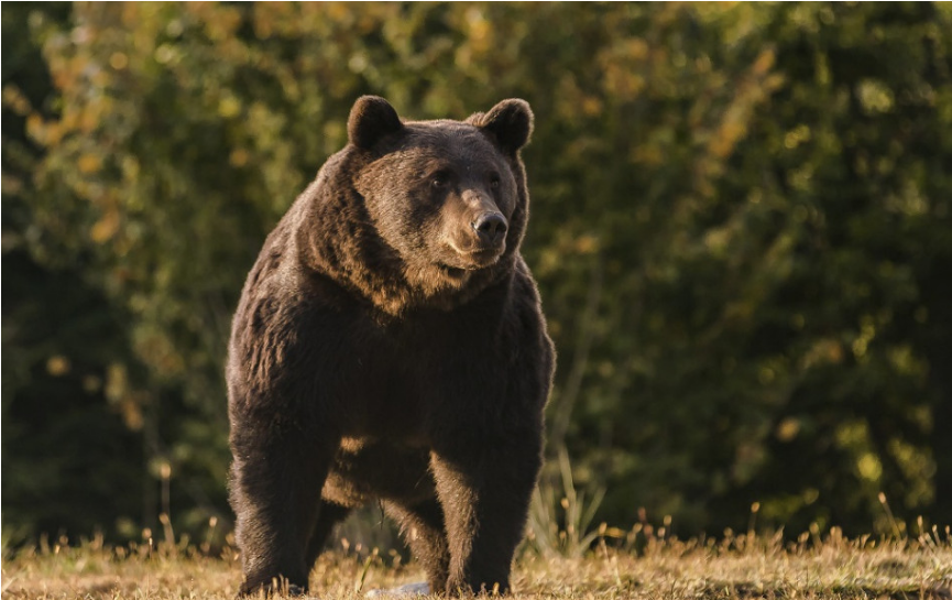 Okolo Hrebienka sa túla medvedica, odborníci varujú pred kŕmením