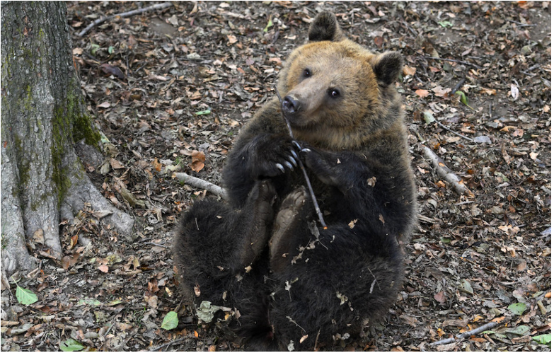 ŠOP: V lese by si mali ľudia všímať medvedie stopy a jeho trus