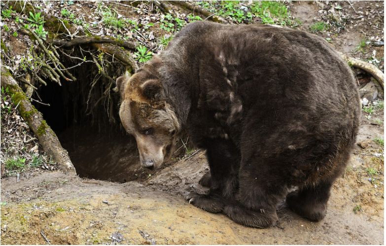 ŠOP: Zásahové tímy a poľovníci za polroka eliminovali 37 medveďov