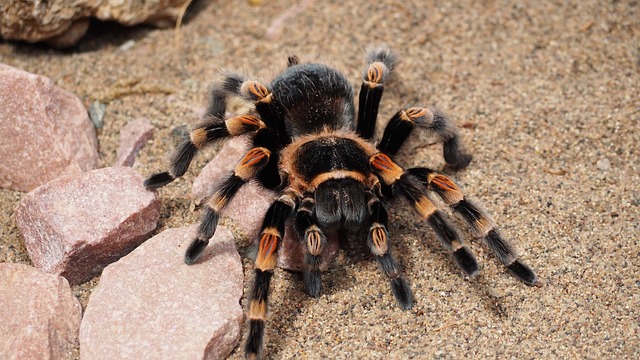 Chlpy chránia tarantuly pred zožratím mravcami zaživa, tvrdí štúdia