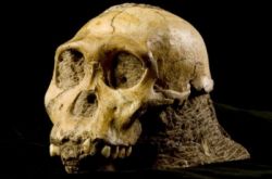 australopithecus sediba