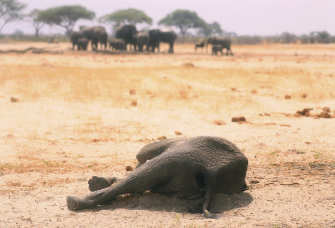 zimbabwe_dying_elephants_61463 96387e4d41ab4e2cadbfcbd828c20c8e 676x459