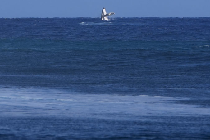 paris_olympics_surfing_41338 676x451