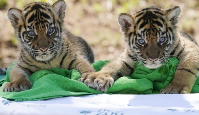 endangered_sumatran_tiger_cubs_18851 676x390