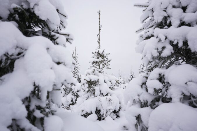 estonia_christmas_trees_photo_gallery_14402 676x451